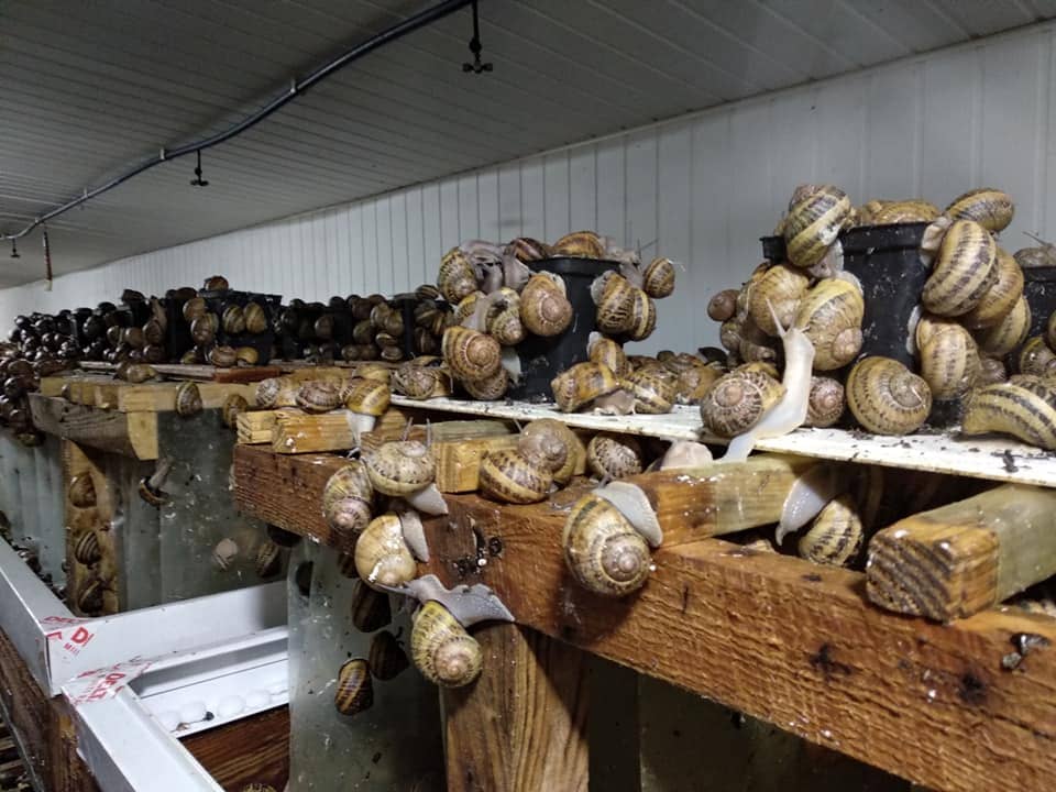 холодильная камера для улиток